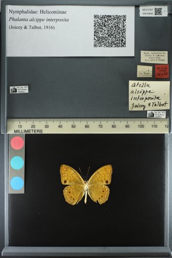 Media type: image;   Entomology 16630